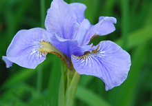 Iris olie
