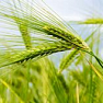 Органическое масло зародышей пшеницы